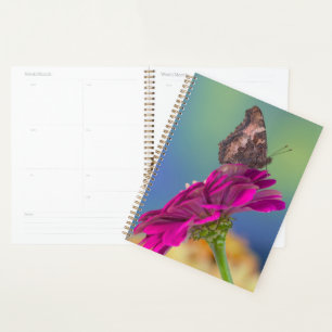 A Swallowtail Butterfly Papilio Multicaudatus Planner