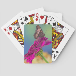 A Swallowtail Butterfly Papilio Multicaudatus Playing Cards
