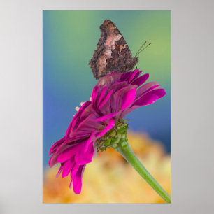 A Swallowtail Butterfly Papilio Multicaudatus Poster