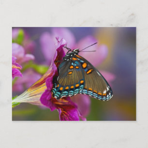 A Swallowtail Butterfly Postcard