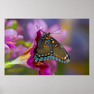 A Swallowtail Butterfly Poster