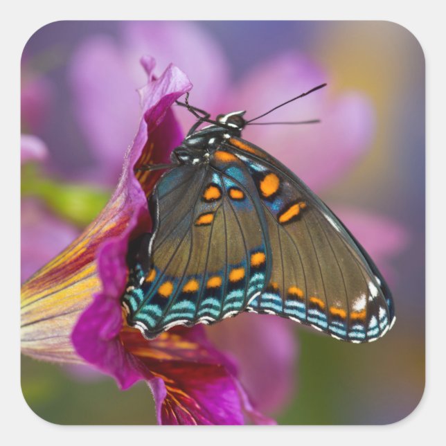 A Swallowtail Butterfly Square Sticker (Front)