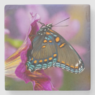 A Swallowtail Butterfly Stone Coaster