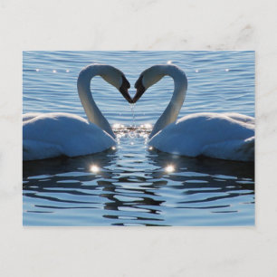 A Swan Heart Kiss, Reflections of Love Postcard