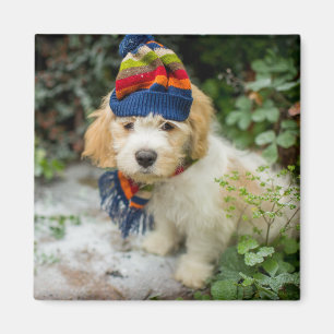 A Sweet Cavachon Puppy In A Winter Hat And Scarf Magnet