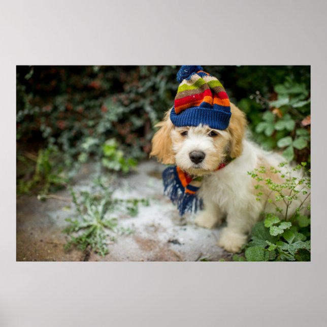A Sweet Cavachon Puppy In A Winter Hat And Scarf Poster (Front)