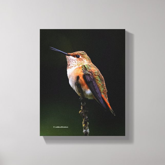 A Sweet Rufous Hummingbird Poses on the Fruit Tree Canvas Print (Front)