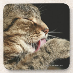 A tabby cat licking his paw. coaster