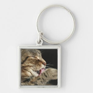 A tabby cat licking his paw. key ring