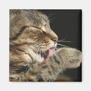 A tabby cat licking his paw. magnet