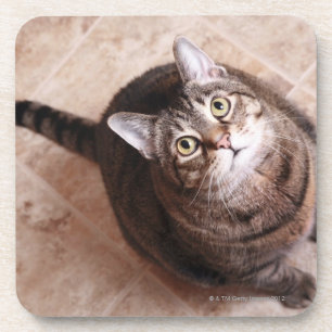 A tabby cat looking up coaster