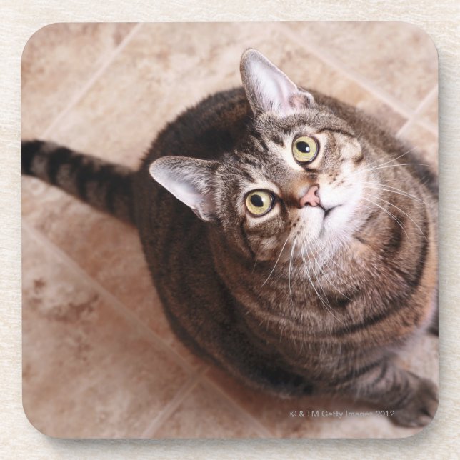 A tabby cat looking up coaster (Front)