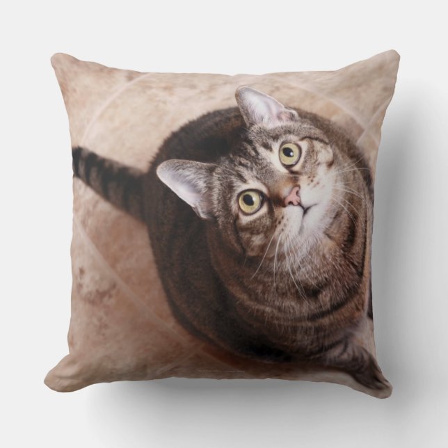 A tabby cat looking up cushion (Front)