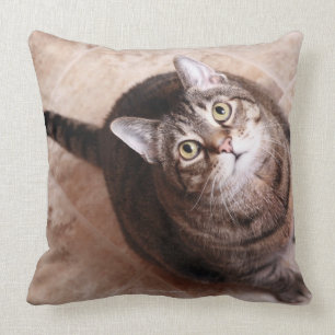 A tabby cat looking up cushion