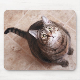A tabby cat looking up mouse pad
