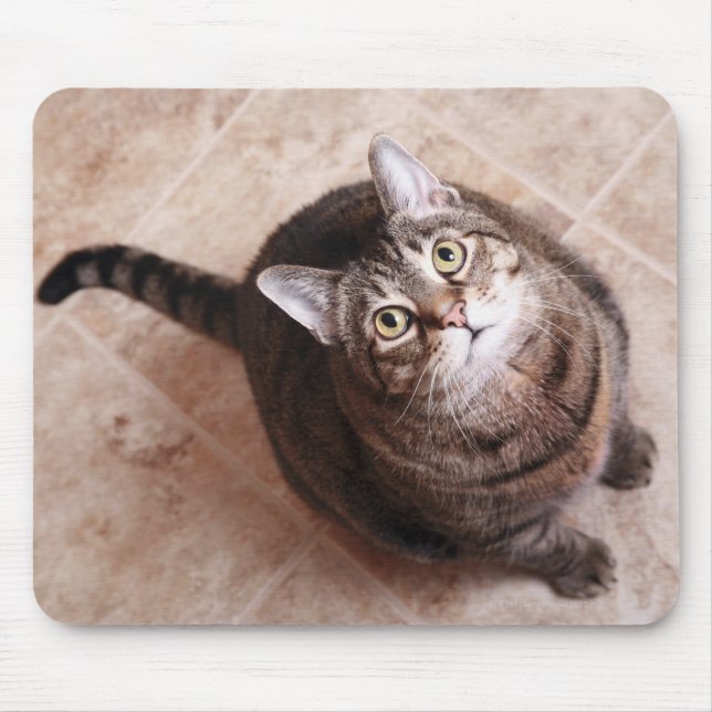 A tabby cat looking up mouse pad (Front)