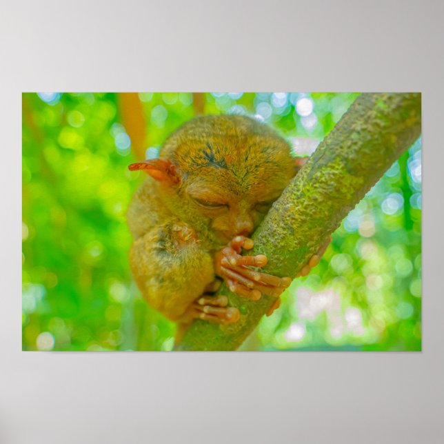 A Tarsier's Tranquil Slumber in Bohol Poster (Front)