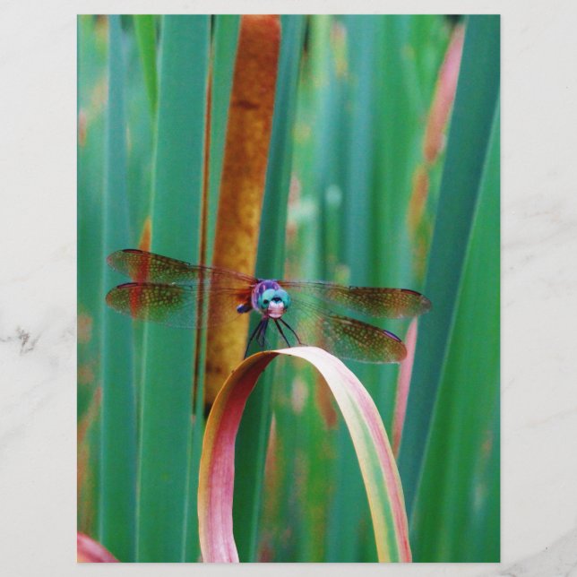 A teal Eyed Dragonfly with cattails (Front)