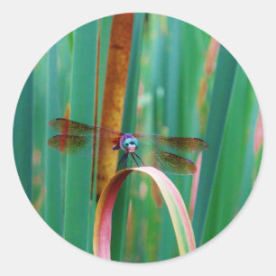 A teal Eyed Dragonfly with cattails Classic Round Sticker