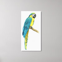 A Teal Macaw