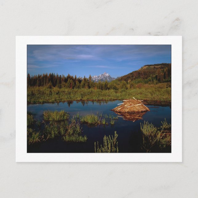 "A Teton Summer" Postcard (Front)