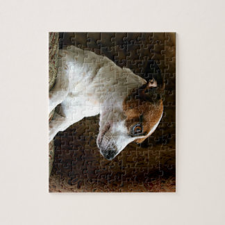 A Thinking Jack Russell Terrier Jigsaw Puzzle