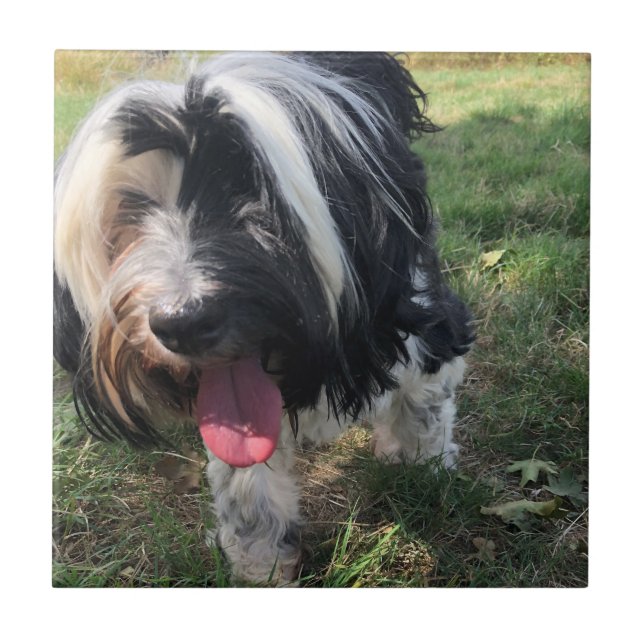 A Tibetan Terrier Ceramic Tile (Front)