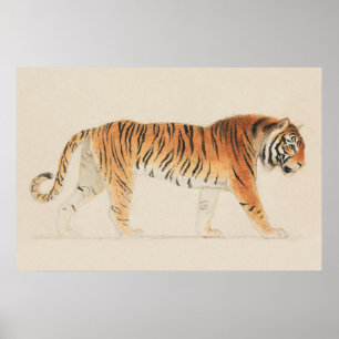A Tiger, Full-Length, in Profile, Walking Towards Poster