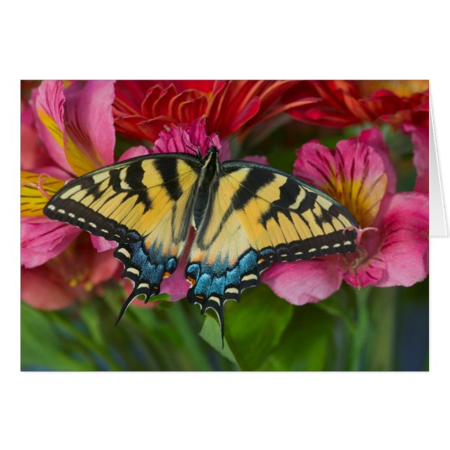 A Tiger Swallowtail Butterfly (Front Horizontal)