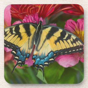 A Tiger Swallowtail Butterfly Coaster