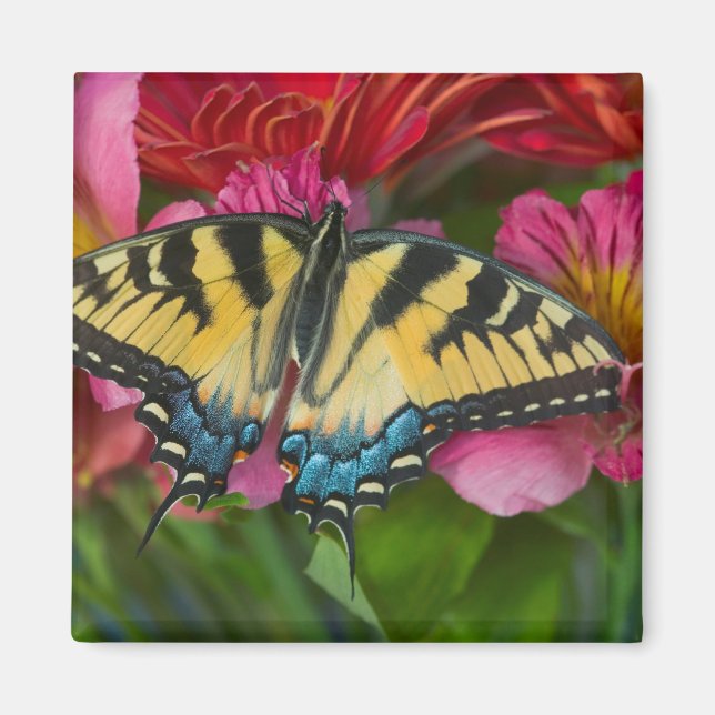 A Tiger Swallowtail Butterfly Magnet (Front)