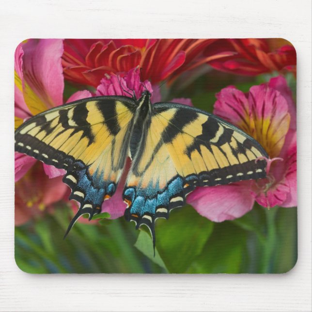 A Tiger Swallowtail Butterfly Mouse Pad (Front)