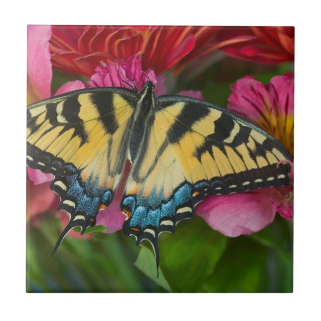 A Tiger Swallowtail Butterfly Tile (Front)