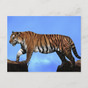 A tigers success postcard