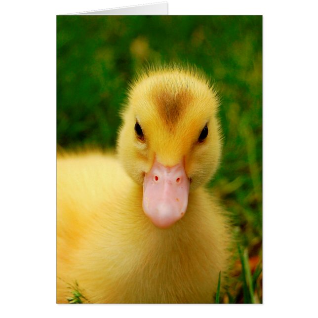 A Tiny Duckling (Front)