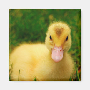 A Tiny Duckling Magnet