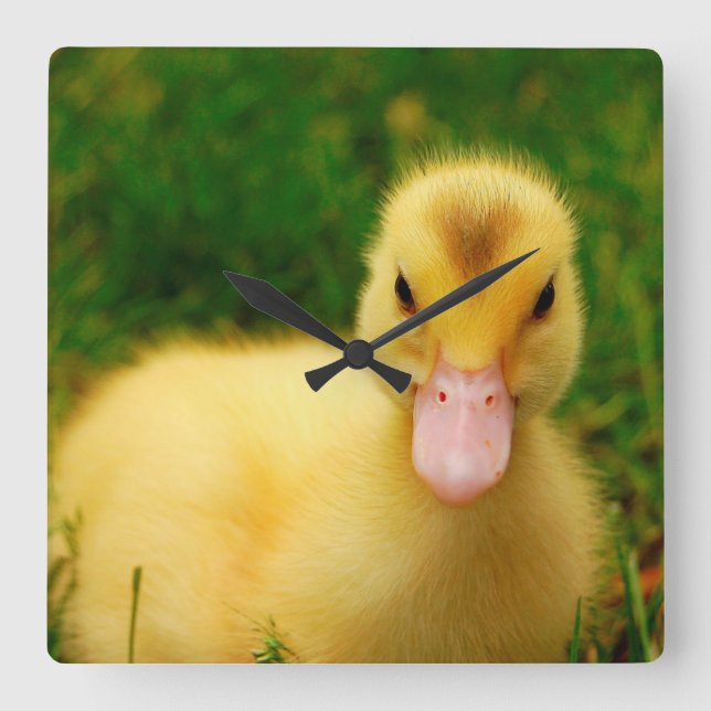 A Tiny Duckling Square Wall Clock (Front)