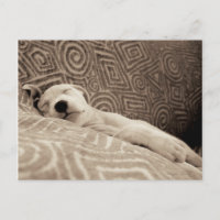 A Tired Dog