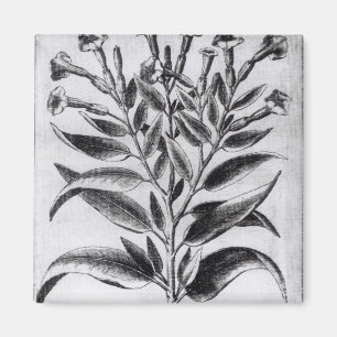 A Tobacco Plant, 1622 Magnet
