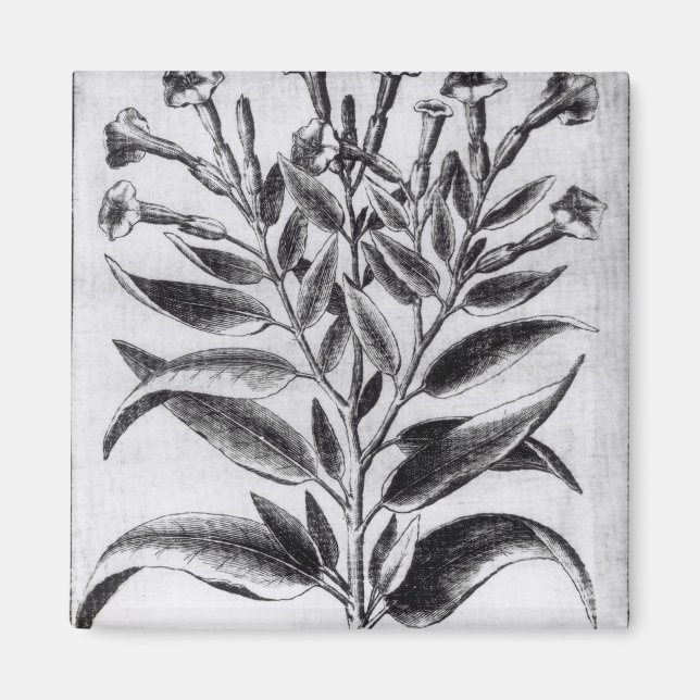 A Tobacco Plant, 1622 Magnet (Front)
