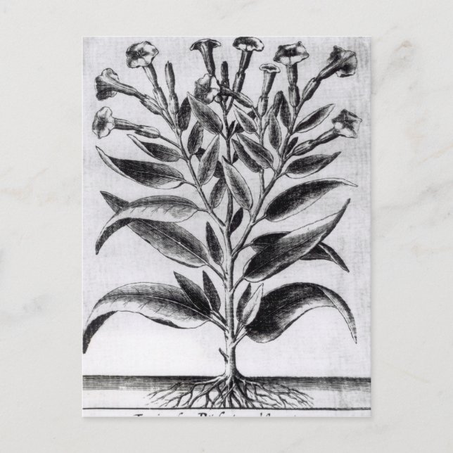 A Tobacco Plant, 1622 Postcard (Front)