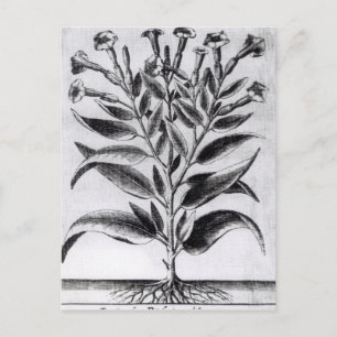 A Tobacco Plant, 1622 Postcard