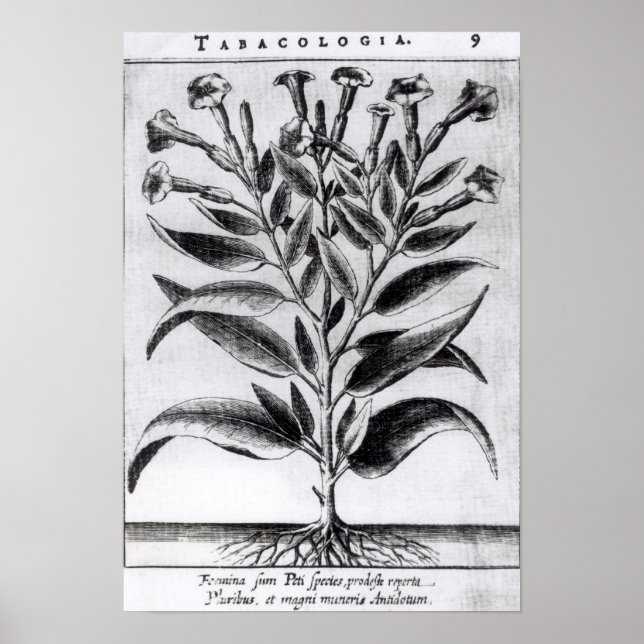 A Tobacco Plant, 1622 Poster (Front)