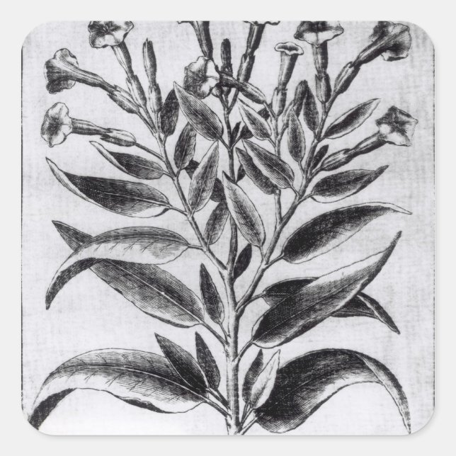 A Tobacco Plant, 1622 Square Sticker (Front)