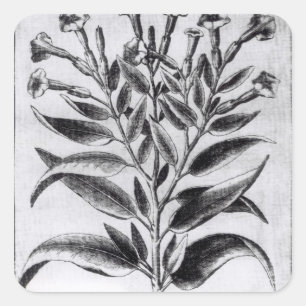 A Tobacco Plant, 1622 Square Sticker