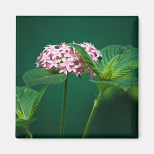A Touch of Pink in the Green Magnet