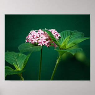 A Touch of Pink in the Green Print