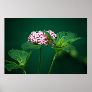 A Touch of Pink in the Green Print