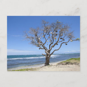 A tree decorated with old buoys on the beach in postcard