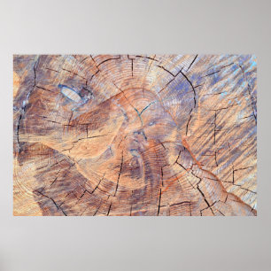 A tree in a cut. Logs lumber in the woods. Texture Poster